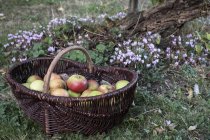 Close-up of freshly picked apples in brown wicker basket. — Stock Photo