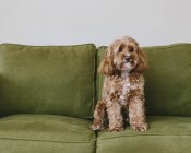 Kakadu-Mischlingshund mit braunem lockigem Fell sitzt auf Sofa — Stockfoto