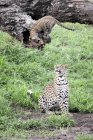 Leopardo hembra sentado en el suelo y mirando al cachorro en el tronco . - foto de stock
