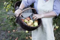 Close-up of woman wearing apron holding brown wicker basket with freshly picked apples. — Stock Photo