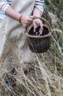 Close up of person wearing apron holding brown wicker basket, full of picked blackberries. — Stock Photo