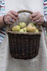 Nahaufnahme einer Frau mit braunem Weidenkorb mit frisch gepflückten Äpfeln. — Stockfoto