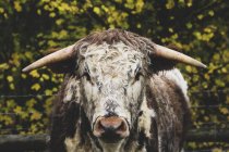 Englische Langhorn-Kuh steht auf der Weide und blickt in die Kamera. — Stockfoto
