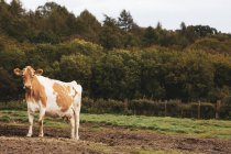 Piebald red and white Guernsey cow on muddy pasture. — Stock Photo