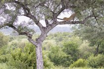 Leopard standing on tree branch and stretching with savanna greenery in background, Africa. — Stock Photo