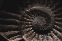 Close-up of brown fossilized nautilus spiral ridged shape in stone, fossil relief. — Stock Photo