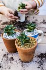 Close-up of plants in pots and person planting succulents in gravel. — Stock Photo