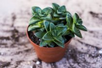 Alto ângulo close-up de planta suculenta em vaso de terracota . — Fotografia de Stock