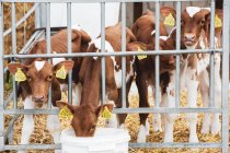 Group of Guernsey calves in metal pen on farm. — Stock Photo