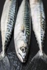 High angle close-up of three fresh mackerel fish on table. — Stock Photo