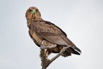 Giovane uccello bateleur appollaiato su un ramo — Foto stock