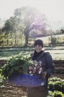 Mujer sonriente de pie en el campo, sosteniendo la caja azul con nabos recién cosechados, mirando en la cámara . - foto de stock