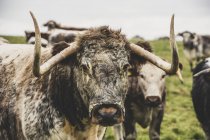 Englische Langhorn-Kühe stehen auf der Weide und schauen in die Kamera. — Stockfoto