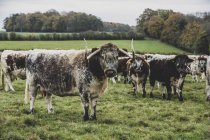Стадо английских лонгхорнских коров, стоящих на травянистом пастбище . — стоковое фото