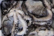 Nahaufnahme von frischem Oktopus am Stand des Meeresfrüchtemarktes. — Stockfoto