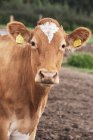Piebald rojo y blanco vaca Guernsey en el pasto mirando en la cámara . - foto de stock