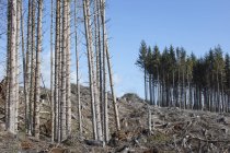 Paysage à flanc de colline ouvert avec troncs et troncs d'épicéas, de pruches et de sapins contre ciel bleu — Photo de stock