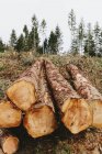 Свежеобрезанные ели, болиголовы и дрова, сложенные в лесу — стоковое фото