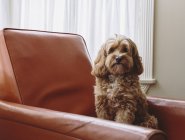 Кокапу смешанной породы собака с коричневым курчавым пальто сидит на стуле — стоковое фото