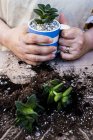 Primo piano di mani di persone che tengono in mano tazza di caffè con piante succulente e succulente con terreno attaccato alle radici sul tavolo . — Foto stock