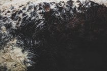 Close-up de couro marrom e branco de vaca Longhorn Inglês . — Fotografia de Stock