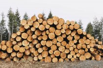 Stack of freshly logged spruces, hemlocks and firs trees — Stock Photo
