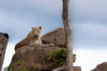 Леопард лежит на камнях, смотрит вдаль в Африке — стоковое фото