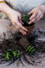 Close-up of person planting succulent in potting soil in terracotta pot, succulent plants with soil attached to roots on table. — Stock Photo
