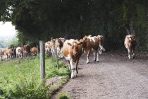 Herd of Guernsey cows being driven along rural road. — Stock Photo