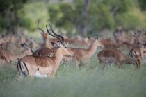 Mandria di antilopi impala in piedi e pascolo in erba verde lunga, Africa — Foto stock