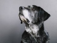 Retrato de cão de raça mista com casaco preto sobre fundo cinza — Fotografia de Stock
