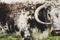 Nahaufnahme einer englischen Langhorn-Kuh, die auf der Weide steht. — Stockfoto