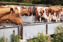 Herd of piebald red and white Guernsey cows on pasture, eating from metal trough. — Stock Photo