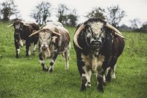 Inglés Longhorn cows and bull standing on pasture, looking in camera . - foto de stock