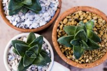 High angle close-up of succulents planted in gravel in terracotta pots. — Stock Photo