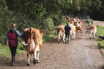 Visão traseira dos agricultores que conduzem o rebanho de vacas de Guernsey ao longo da estrada rural . — Fotografia de Stock