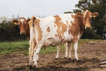 Dos vacas Guernsey rojas y blancas en el pasto . - foto de stock