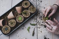 Top view of person planting succulents in gravel in terracotta pots. — Stock Photo