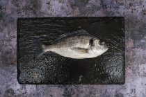 Vista superior de un solo pez besugo fresco sobre pizarra negra
. - foto de stock