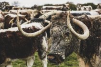 Mandria di mucche Longhorn inglesi in piedi su pascolo . — Foto stock