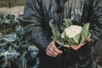 Close-up of woman holding fresh harvested cauliflower. — Stock Photo
