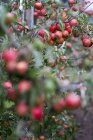 Pommier dans le jardin du verger biologique en automne avec des fruits rouges sur les branches — Photo de stock