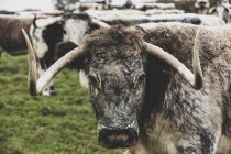 Vacca di mandria di vacche Longhorn inglesi in piedi su pascolo . — Foto stock
