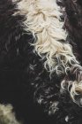 Primer plano de cuero marrón y blanco de vaca Longhorn Inglés . - foto de stock