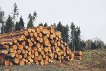 Stack of freshly logged spruces, hemlocks and firs trees — Stock Photo