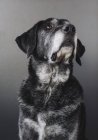 Портрет змішаної породи собаки з чорним пальто на сірому фоні — стокове фото