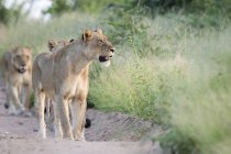 Гордість левів ходьбі в лінію вниз по піщаній дорозі в оточенні зеленої трави з ростами відкритими — стокове фото