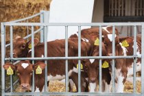 Group of Guernsey calves in metal pen on farm. — Stock Photo