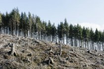Hillside with logged spruces, hemlocks and firs trees in deforestation landscape — Stock Photo