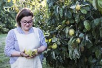 Woman in apron picking quinces from orchard tree. — Stock Photo